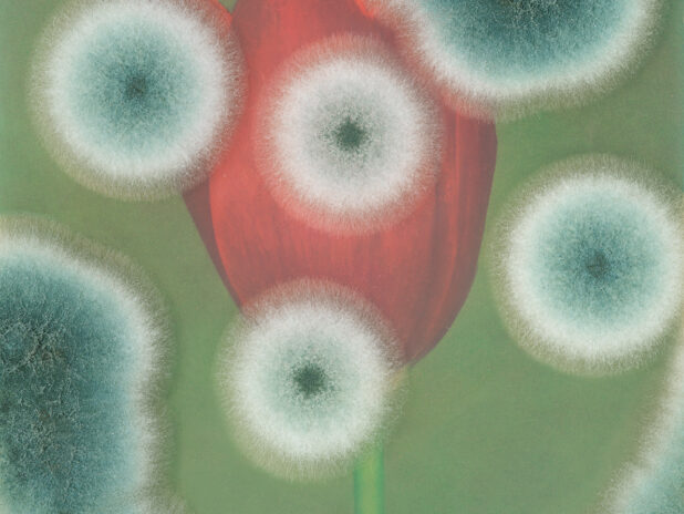 Aspergillus #08 - Lily-Flowered Tulip 'Captain Fryatt'