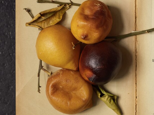 Fear guards the lemon grove_press-022